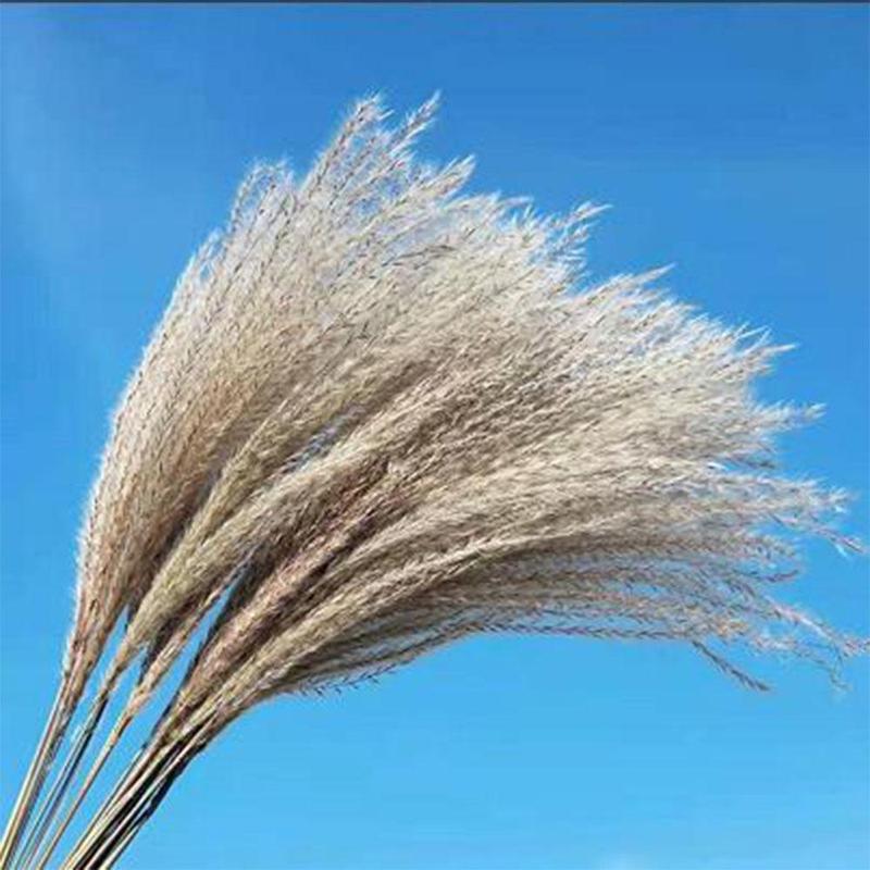 Dried Pampas Grass without Vase (65pcs set), Home Decorative Pampas Grass for Living Room Dining Room, Decorative Plants for Home Party Wedding, Halloween Decor