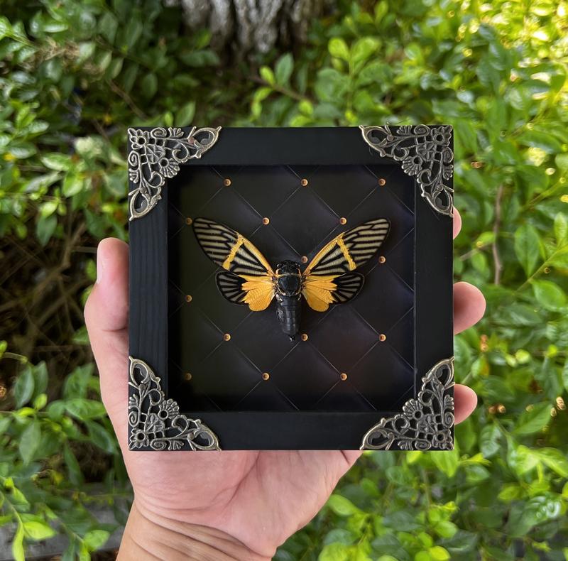 Yellow Winged Cicada Frame Insect Specimen Beetle Bug Lover Lovely Gift Free Standing Ornament Artwork Home Decor