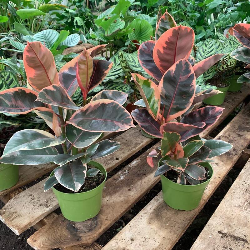 House decor-ficus ruby and teneke 6inch potted live plants -1-2ft tall Decorative  Ornaments