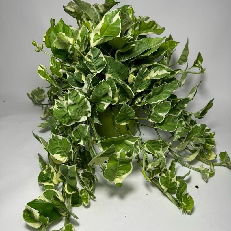 Pothos N JOY 6 inch pot Indoor House Plant