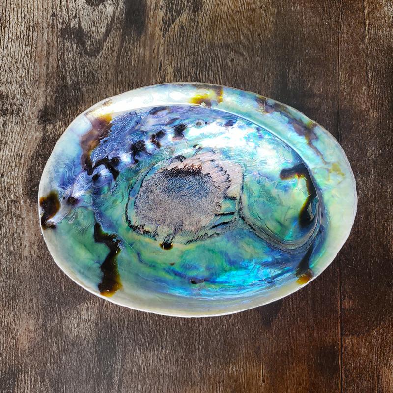 Hand Selected XL Large Abalone Shell 6-7 Inches - Incense Sage Holder All Natural from Ocean Perfect for Smudge, Healing, Meditation, Decoration …