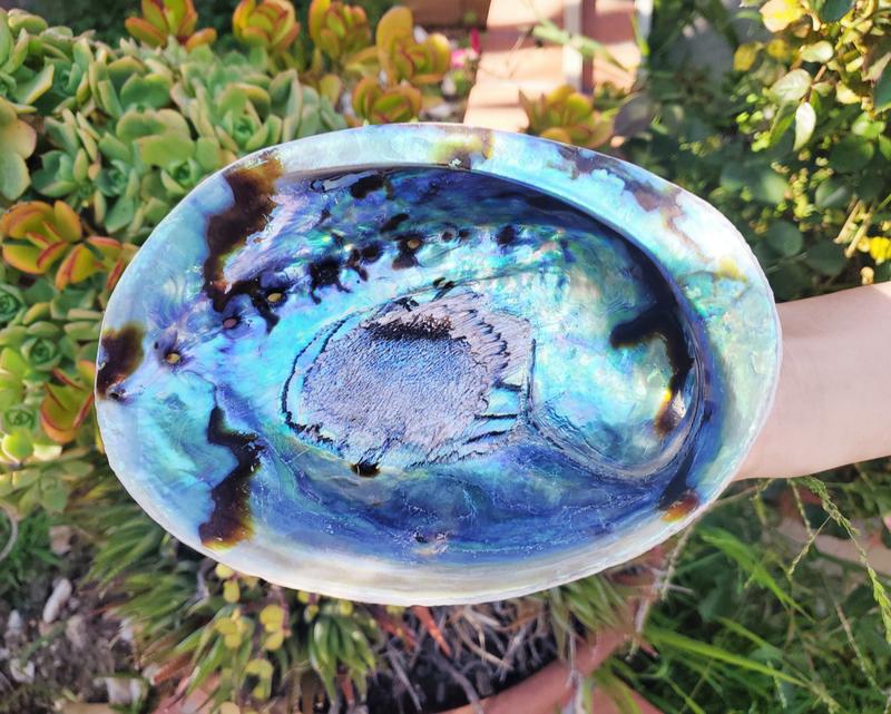 Hand Selected XL Large Abalone Shell 6-7 Inches - Incense Sage Holder All Natural from Ocean Perfect for Smudge, Healing, Meditation, Decoration …