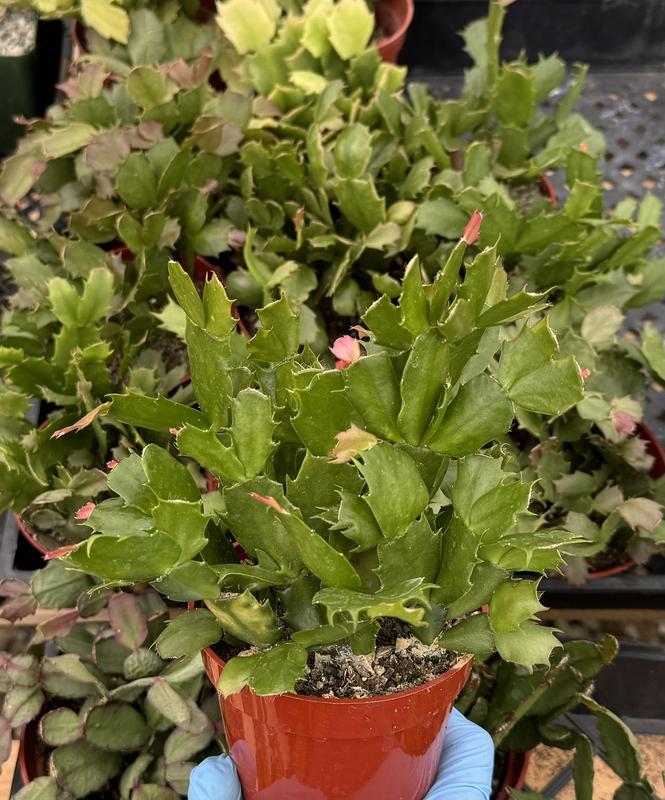 Christmas Cactus, Schlumbergera, Blooming in November through March, Holiday Gift