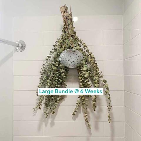 Eucalyptus Shower by Self Care Shower | Grown In San Diego California | Bouquet For Shower Or Vase Accessories