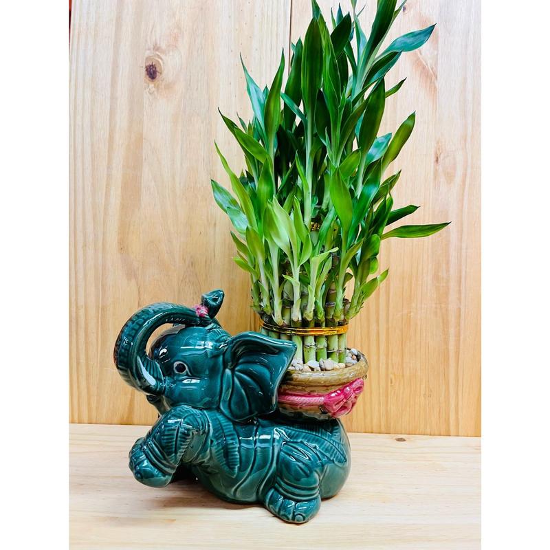 Giant Lucky Bamboo Elephant Pot