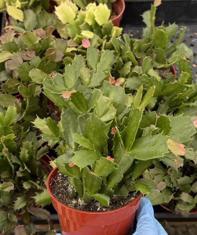 Christmas Cactus, Schlumbergera, Blooming in November through March, Holiday Gift