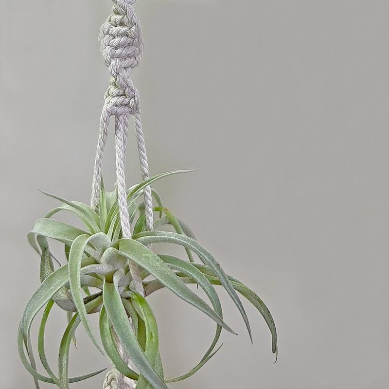 Air Plant And Air Plant Holder Hanging Set - Air Plant Hanger Decor - Air Plants Suncatcher - Tillandsia Holder - Gifts For Plant lovers