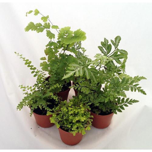 Mini Ferns for Terrariums Fairy Garden - 5 Different Plants-2