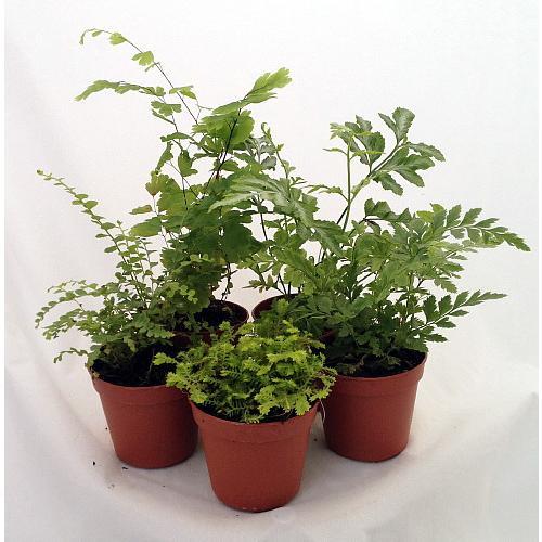 Mini Ferns for Terrariums Fairy Garden - 5 Different Plants-2