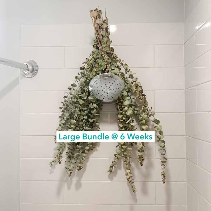 Shower Eucalyptus Bouquet USA Fresh [Ribbon To Hang In Shower Included] Large Stems Branches Natural Live and Aromatic Self Care Leaves Bundle | Natural Real Eucalyptus Leaves Shower Decor Home Decor Aromatic Shower Plant, Scent Bathroom Eucalipto