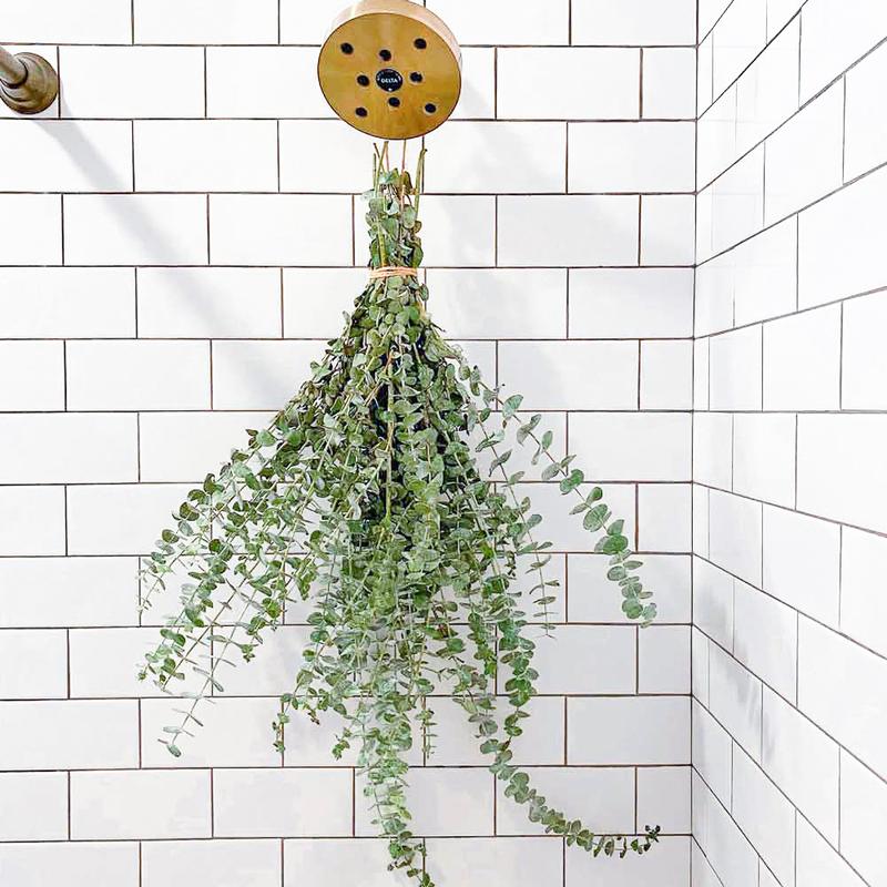 Shower Eucalyptus Bouquet USA Fresh [Ribbon To Hang In Shower Included] Large Stems Branches Natural Live and Aromatic Self Care Leaves Bundle | Natural Real Eucalyptus Leaves Shower Decor Home Decor Aromatic Shower Plant, Scent Bathroom Eucalipto