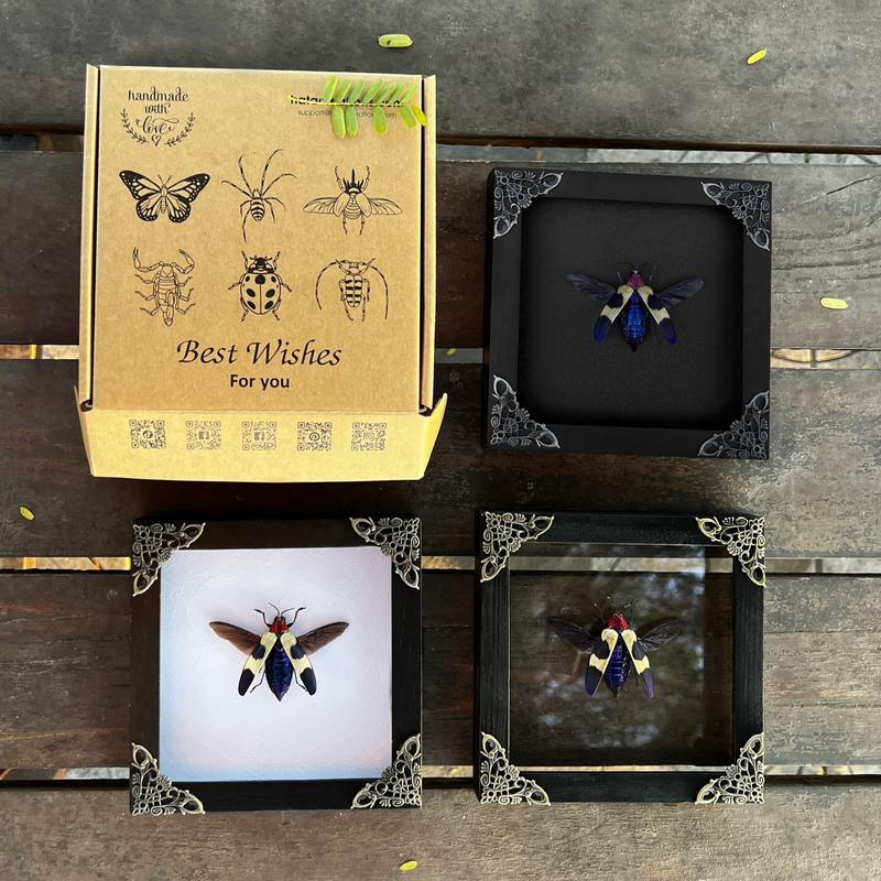 Blue Jewel Beetle Insect Frame Dried Bug Shadow Box Specimen Room Display Birthday Gift Wall Hanging Tabletop Bookshelf Home Decor Butterfly Wood