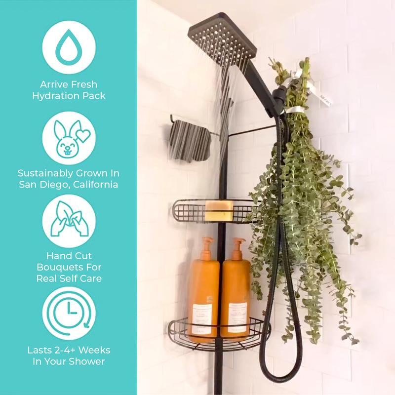 Shower Eucalyptus Bouquet USA Fresh [Ribbon To Hang In Shower Included] Large Stems Branches Natural Live and Aromatic Self Care Leaves Bundle | Natural Real Eucalyptus Leaves Shower Decor Home Decor Aromatic Shower Plant, Scent Bathroom Eucalipto