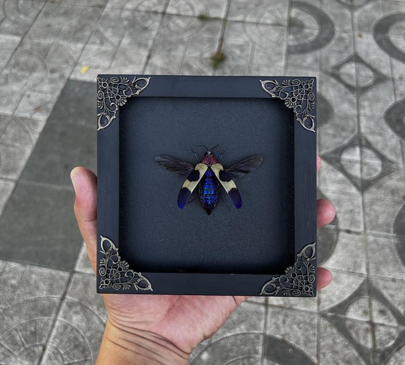 Blue Jewel Beetle Insect Frame Dried Bug Shadow Box Specimen Room Display Birthday Gift Wall Hanging Tabletop Bookshelf Home Decor Butterfly Wood