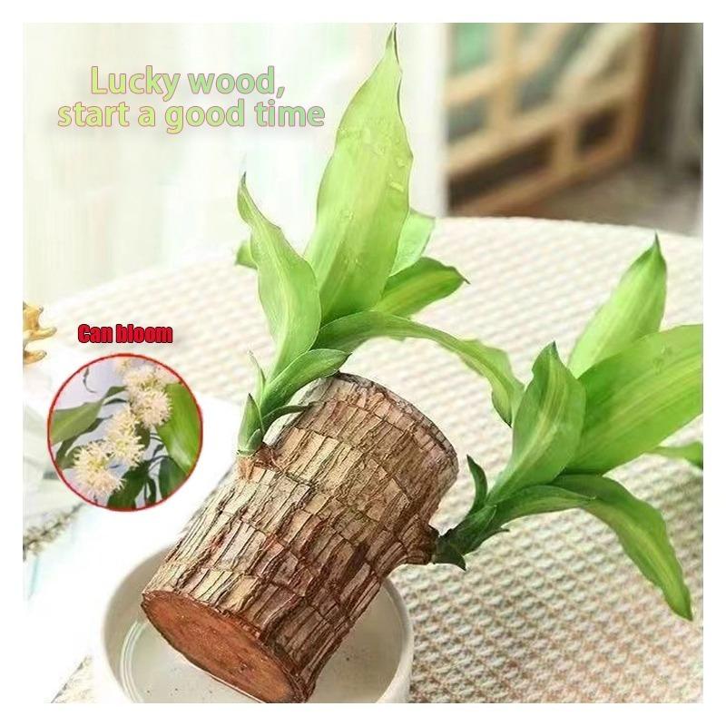 Brazilian Wood, Brazilian Lucky Wood with Tray and 1 Statue Set for Home Decoration - Tabletop Decoration (3 Pieces)