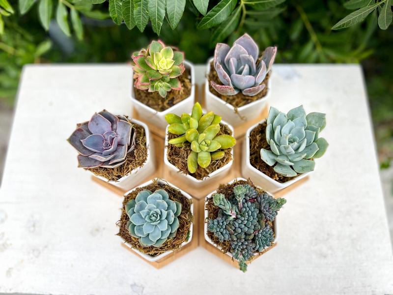 Goody Gumdrops - Succulent Gift in Mini Hexagon Pots - Shower Favors, Corporate Gifts