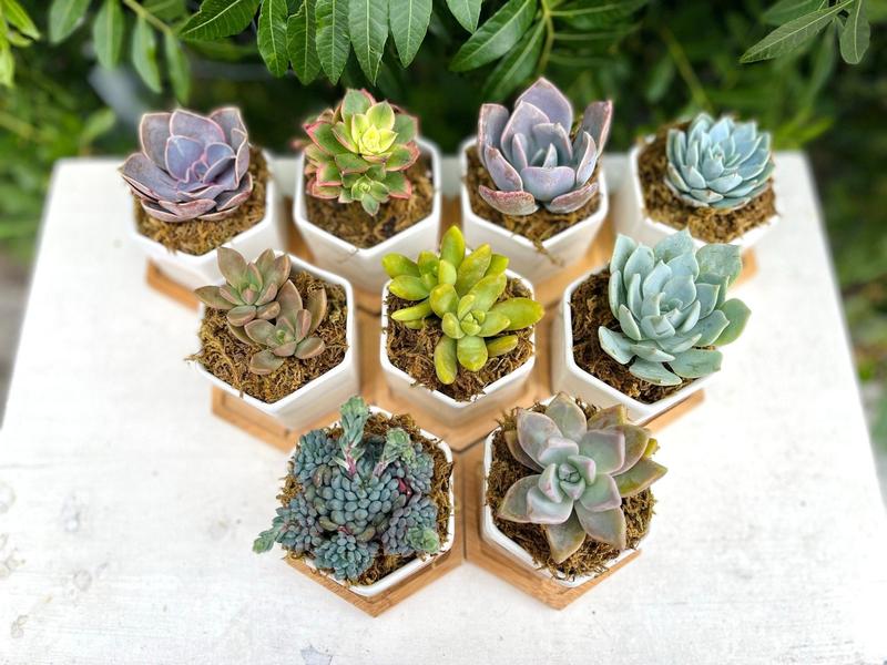 Goody Gumdrops - Succulent Gift in Mini Hexagon Pots - Shower Favors, Corporate Gifts