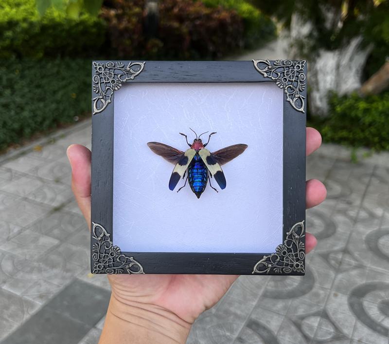 Blue Jewel Beetle Insect Frame Dried Bug Shadow Box Specimen Room Display Birthday Gift Wall Hanging Tabletop Bookshelf Home Decor Butterfly Wood