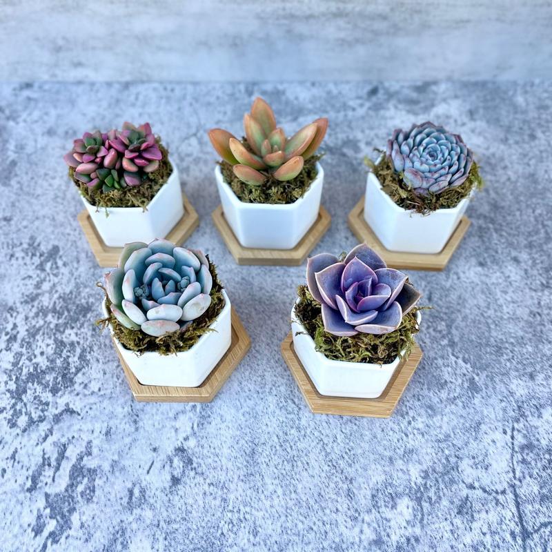 Goody Gumdrops - Succulent Gift in Mini Hexagon Pots - Shower Favors, Corporate Gifts