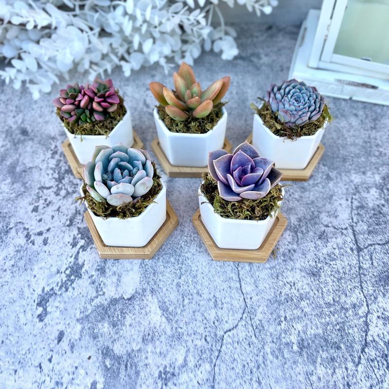 Goody Gumdrops - Succulent Gift in Mini Hexagon Pots - Shower Favors, Corporate Gifts