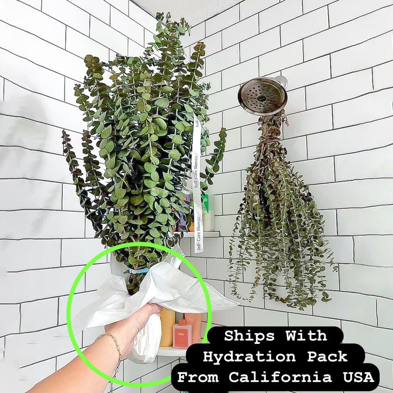 Shower Eucalyptus Bouquet USA Fresh [Ribbon To Hang In Shower Included] Large Stems Branches Natural Live and Aromatic Self Care Leaves Bundle | Natural Real Eucalyptus Leaves Shower Decor Home Decor Aromatic Shower Plant, Scent Bathroom Eucalipto