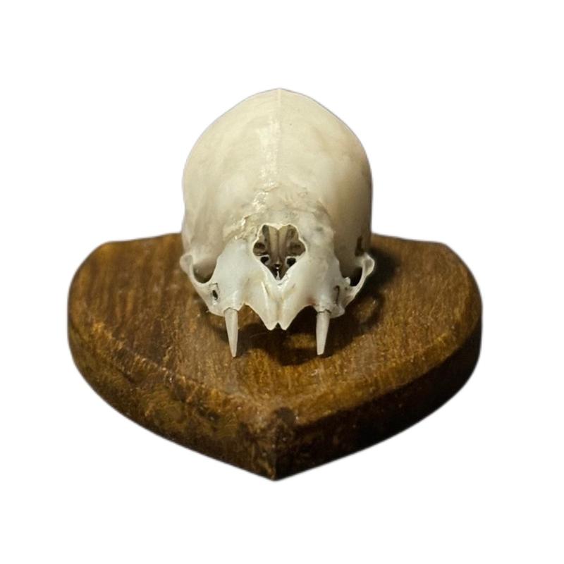 Vampire Bat Skull Mount Plaque Fridge Magnet