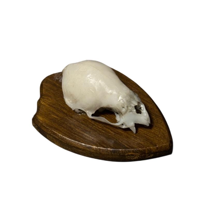 Vampire Bat Skull Mount Plaque Fridge Magnet