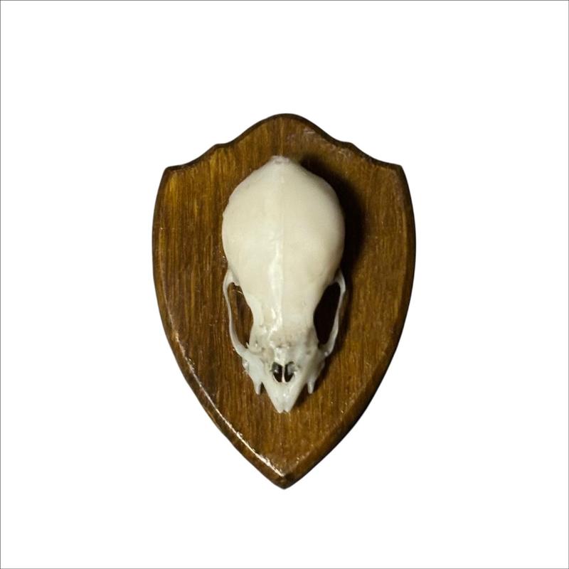 Vampire Bat Skull Mount Plaque Fridge Magnet