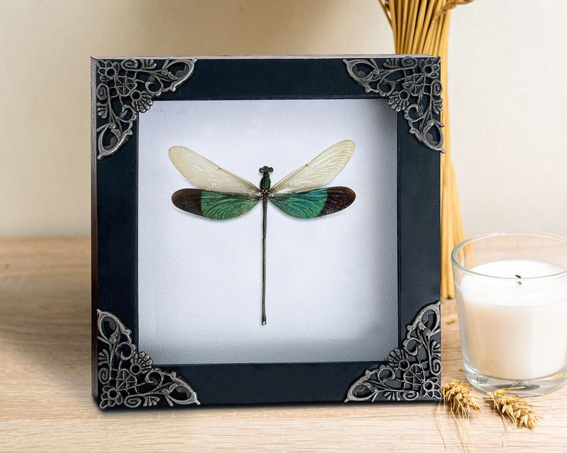 Framed Green Dragonfly Damselfly Beetle Bug Entomology Wall Hanging Home Décor for Insect lovers art home