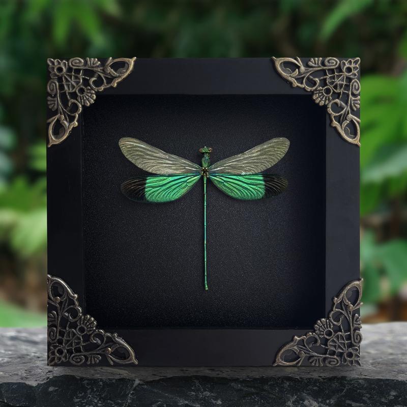 Framed Green Dragonfly Damselfly Beetle Bug Entomology Wall Hanging Home Décor for Insect lovers art home