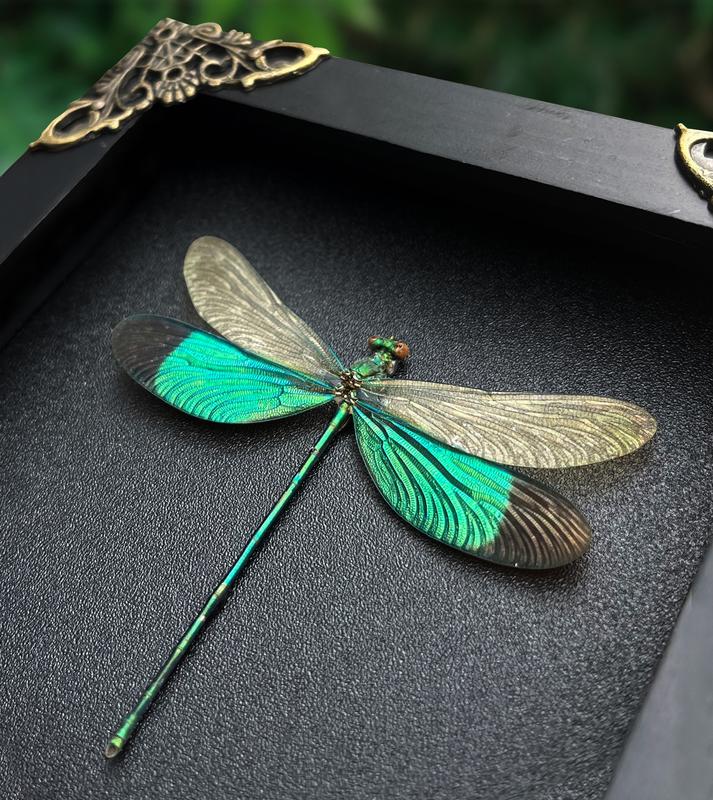 Framed Green Dragonfly Damselfly Beetle Bug Entomology Wall Hanging Home Décor for Insect lovers art home